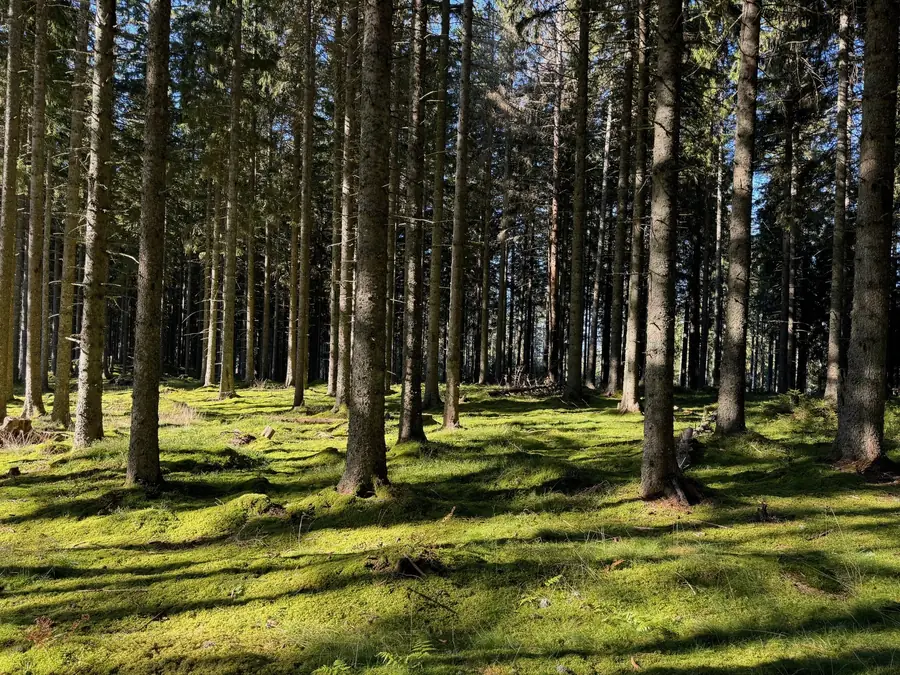 Sonniger Fichtenwald mit Moosboden